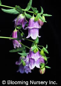 Campanula punctata 'Pantaloons'